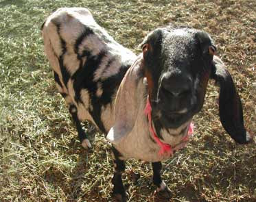 Molly's Dad's goat Molly (Russ Williams)
